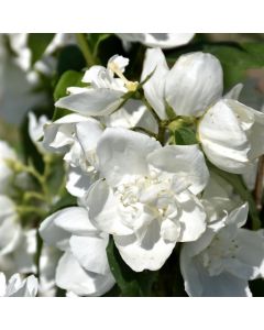 Philadelphus, Mock Orange 'First Editions® Snow White™'