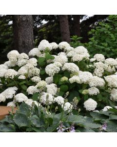 Hydrangea, Smooth 'Annabelle'