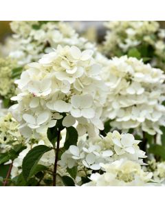 Hydrangea, Panicle 'First Editions® Diamond Rouge®'