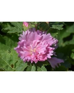 Alcea, Compact Hollyhock 'Spring Celebrities™ Pink'