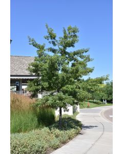 Quercus, Northern Pin Oak 'First Editions® Majestic Skies™' (Large)