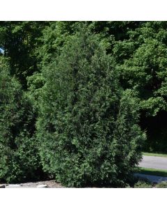 Thuja, Arborvitae 'Techny' (Large Sizes)