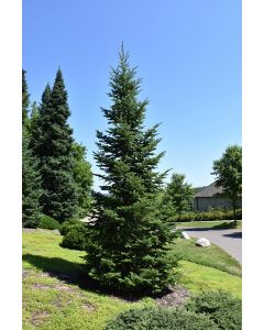 Abies, Balsam Fir (Large)