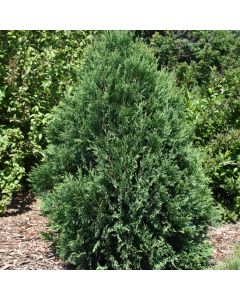 Thuja, Arborvitae 'First Editions® Technito®' (Large)