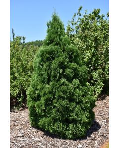 Thuja, Arborvitae 'Holmstrup' (Large)