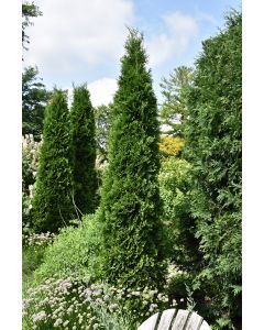 Thuja, Arborvitae 'American Pillar'