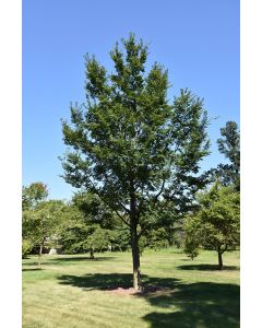 Ulmus, Hybrid Elm 'Triumph™' (Large)