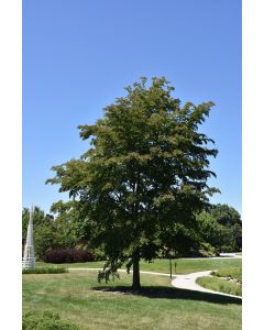 Ulmus, Hybrid Elm 'Accolade®' (Large)