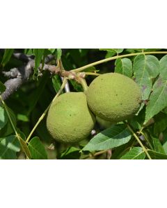 Juglans, Black Walnut