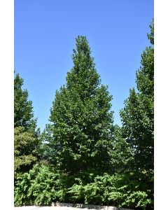 Tilia, American Linden 'American Sentry®' (Large)