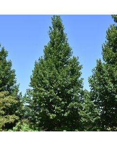 Tilia, American Linden 'American Sentry®' (Large Sizes)