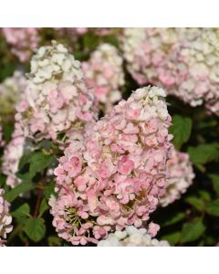 Hydrangea, Panicle 'First Editions® Strawberry Sundae®'