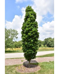 Quercus, Ware's Oak 'Kindred Spirit®' (Large)