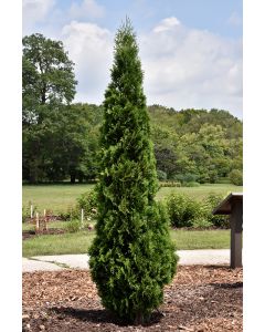 Thuja, Arborvitae 'North Pole®'