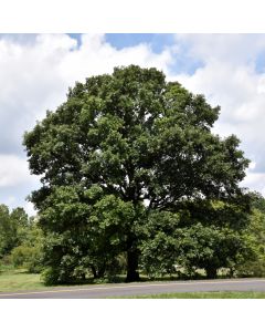 Quercus, Swamp White Oak (Large Sizes)