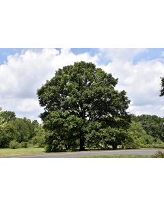 Quercus, Swamp White Oak (Large)