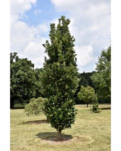 Quercus, Truffle Oak 'Regal Prince®' (Large)