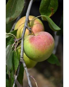 Malus, Fruiting Apple 'Zestar!®'