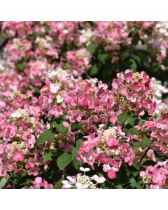 Hydrangea, Panicle 'Little Quick Fire®'