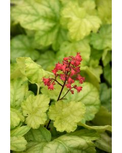 Heuchera, Green Leaf Coral Bells 'Tokyo'