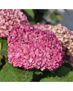 Hydrangea, Smooth 'Invincibelle Mini Mauvette®'