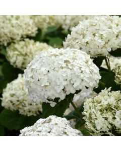 Hydrangea, Smooth 'Invincibelle Wee White®'