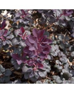 Cotinus, Smokebush 'Winecraft Black®'