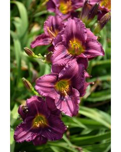 Hemerocallis, Purple Daylily 'Little Grapette'