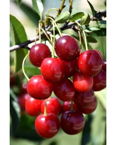 Prunus, Cherry 'First Editions® Sweet Cherry Pie™'