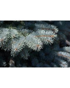 Picea, Colorado Spruce 'Baby Blue' (Large)