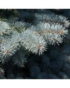 Picea, Colorado Blue Spruce 'Baby Blue' (Large Sizes)