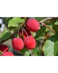 Malus, Flowering Crabapple 'Dolgo'