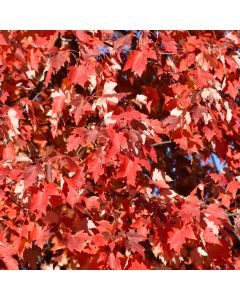 Acer, Freeman Maple 'First Editions® Matador™' (Large Sizes)