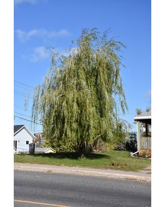 Salix, Weeping Willow 'Prairie Cascade'