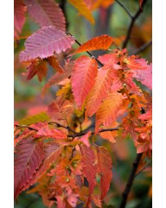 Carpinus, Blue Beech 'Firespire®' (Large Sizes)