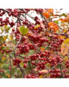 Malus, Flowering Crabapple 'Prairiefire' (Large Sizes)