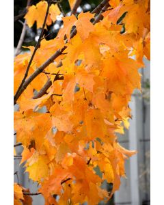 Acer, Sugar Maple 'Apollo®' (Large)