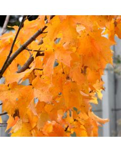 Acer, Sugar Maple 'Apollo®' (Large Sizes)