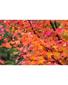 Acer, Red Maple 'Red Rocket'