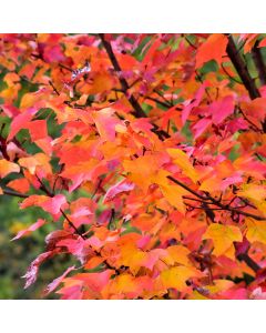 Acer, Red Maple 'Red Rocket' (Large Sizes)