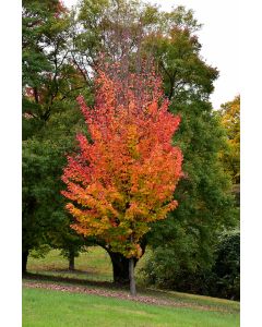 Acer, Red Maple 'Red Rocket' (Large)