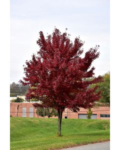 Acer, Red Maple 'Brandywine' (Large)