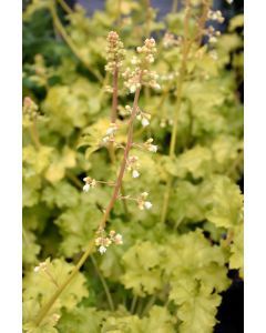 Heuchera, Green Leaf Coral Bells 'Lime Ruffles'