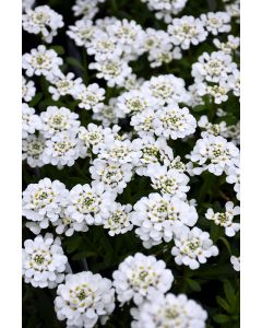 Iberis, Evergreen Candytuft 'Purity'