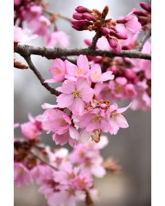 Prunus, Cherry Flowering 'Pink Flair®' (Large)