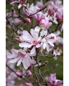 Magnolia, Loebner Magnolia 'Leonard Messel'