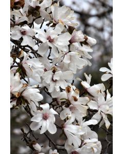 Magnolia, Loebner Magnolia 'Merrill'