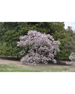 Magnolia, Loebner Magnolia 'Leonard Messel' (Large)