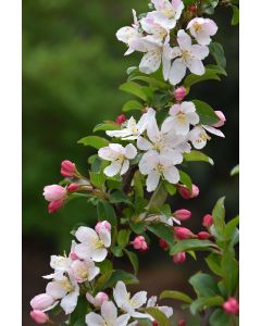 Malus, Flowering Crabapple 'Sparkling Sprite®' (Large)