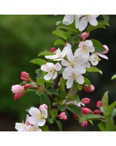 Malus, Flowering Crabapple 'Sparkling Sprite®' (Large Sizes)